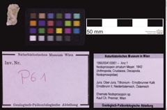 Foto (Objekt + Etiketten) von Nodoprosopon ornatum (Meyer, 1842) (NHMW-GEO-1990-0041-0061)